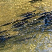 Salmon migrating from the ocean swim to the upper reaches of rivers where they were born to spawn on gravel beds.