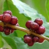 Coffea canephora,