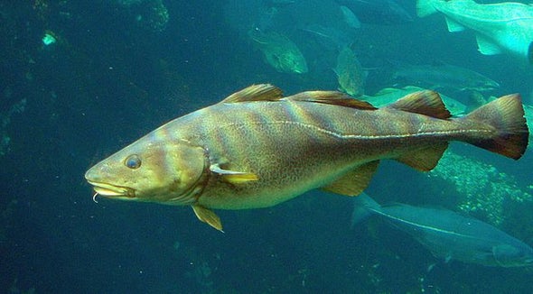 Cod Could Recover in Warming Waters