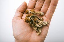 Psilocybin Therapy May Work as Well as Common Antidepressant