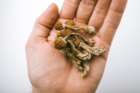 Hand holding psilocybin mushrooms.