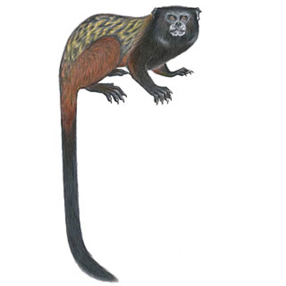 The Good News: A New Monkey Is Discovered; The Bad News: It Is Already at Risk