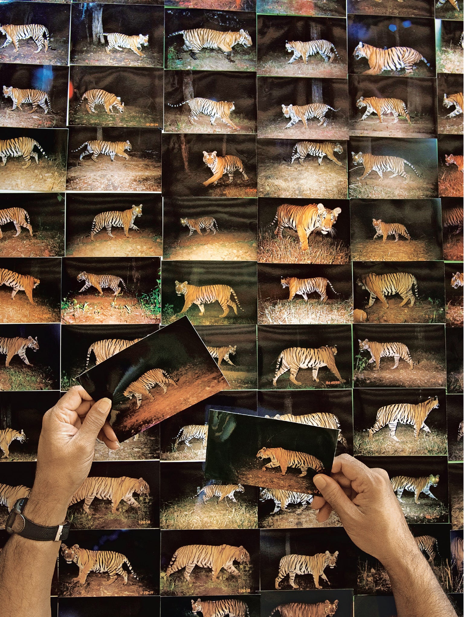 The Trouble with Tiger Numbers - Scientific American