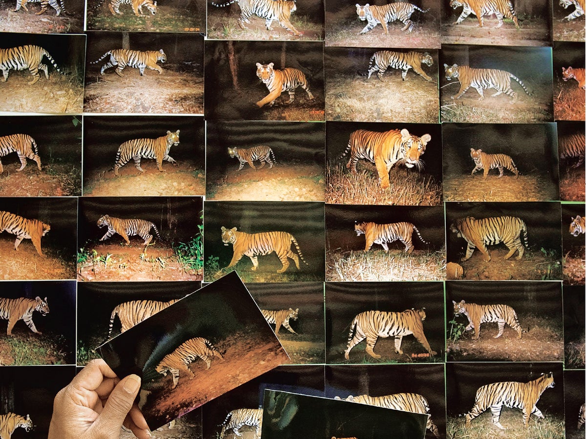 The Trouble with Tiger Numbers | Scientific American