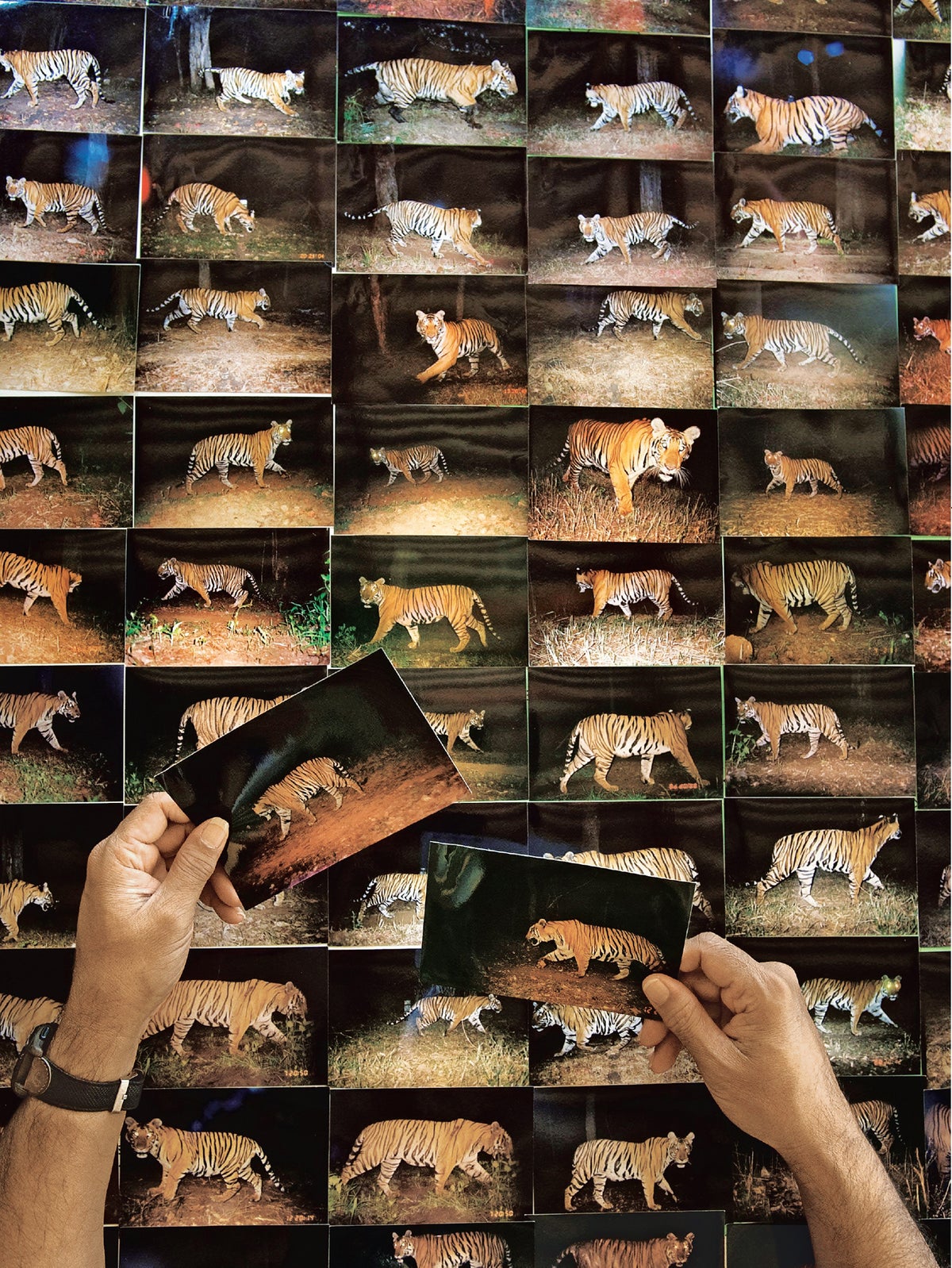 The Trouble with Tiger Numbers | Scientific American