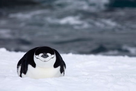 Cute sleeping penguin in the snow