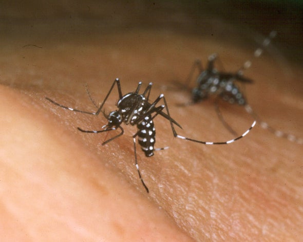 Outbreak of Mosquito-Borne Disease Halts Blood Donation in Rome