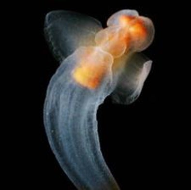 Same Species, Polar Opposites: The Mystery of Identical Creatures Found in both Arctic and Antarctic Waters [Slide Show]
