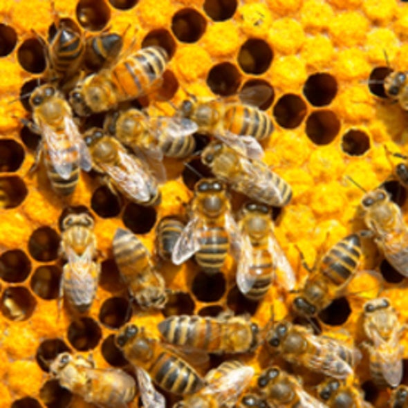 Bees Work Wonders When Babies Need Them