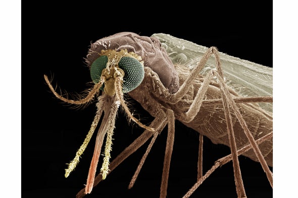 Is Malaria's Peculiar Odor Key to Its Conquest?
