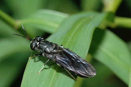Close-up of a black soldier fly on a green leaf.