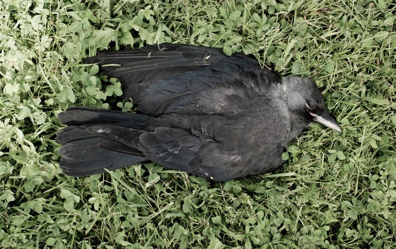 Some Crows Hit On Dead Companions Scientific American 