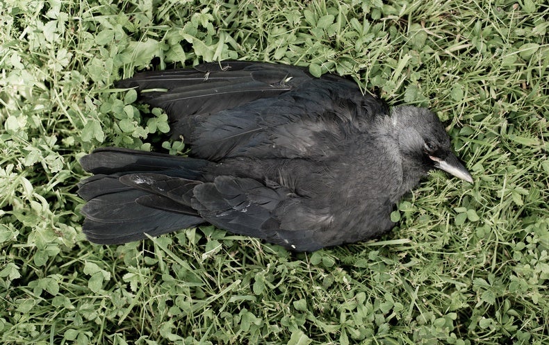 Some Crows Hit On Dead Companions Scientific American