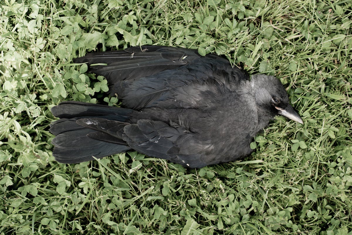 Some Crows Hit On Dead Companions | Scientific American