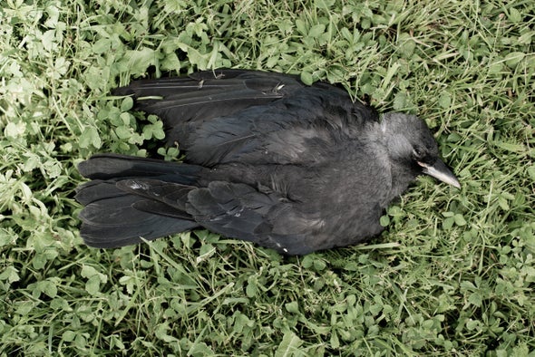 Some Crows Hit On Dead Companions
