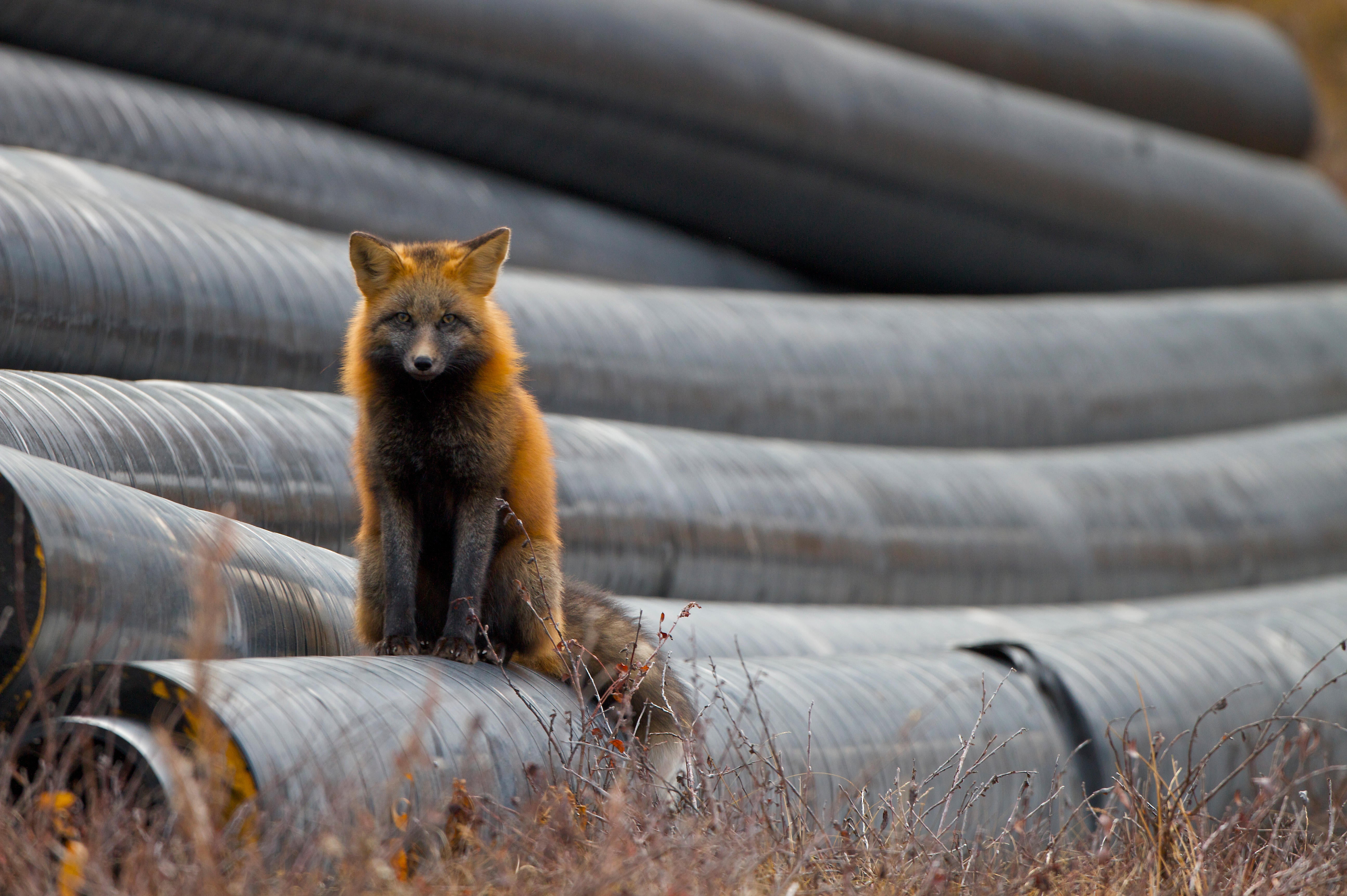 Here's How Some Species Will Survive Climate Change