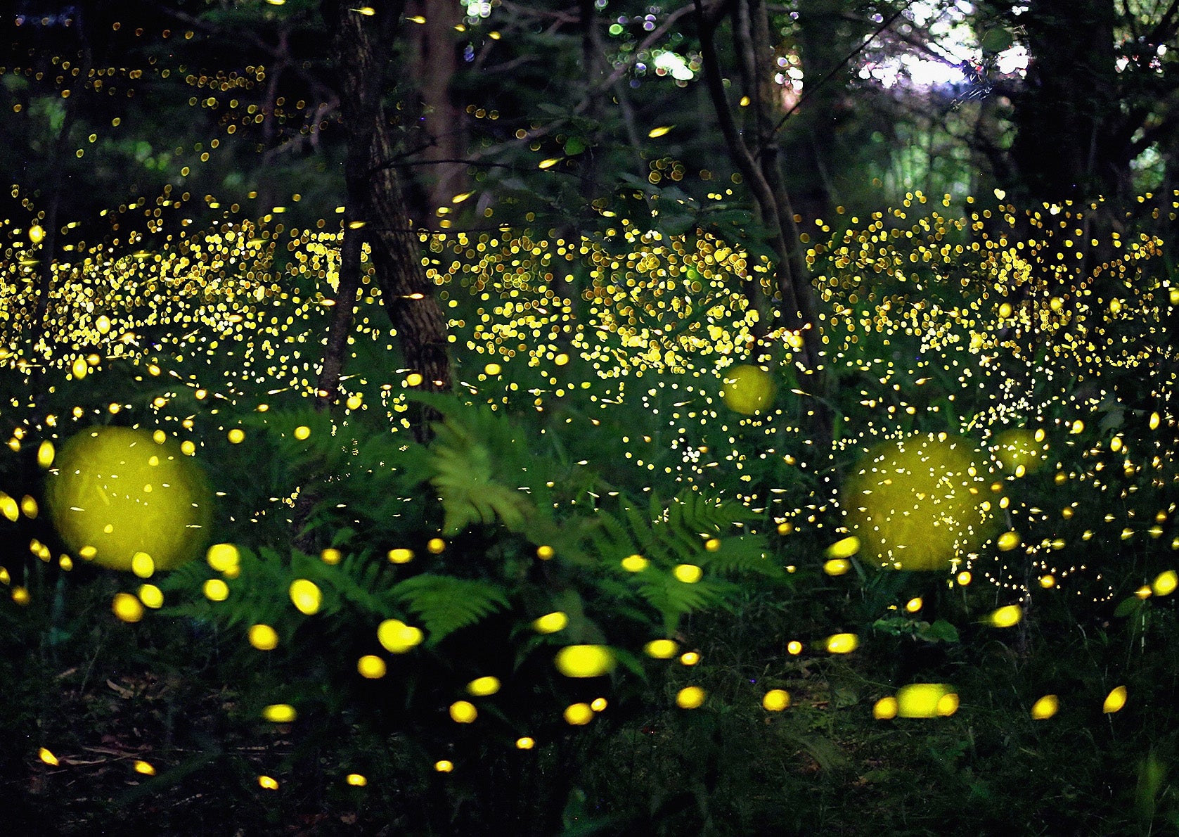 Fireflies At Night