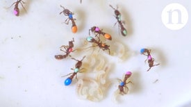 Inside the Ant Lab: Mutants and Social Genes