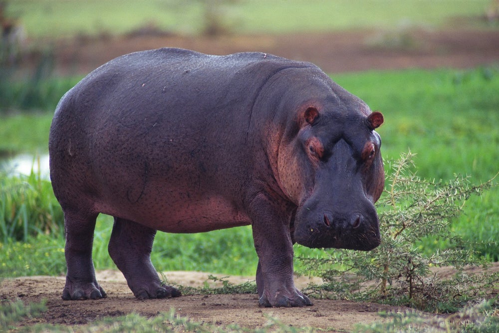 Hippo Dung Fouls Up Freshwater Fisheries | Scientific American