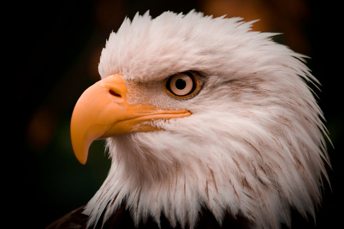 U.S. Proposes Giving Wind Farms Permits for Eagle Deaths | Scientific ...