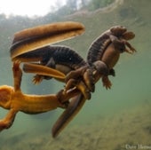 Rough-skinned newts:&nbsp;