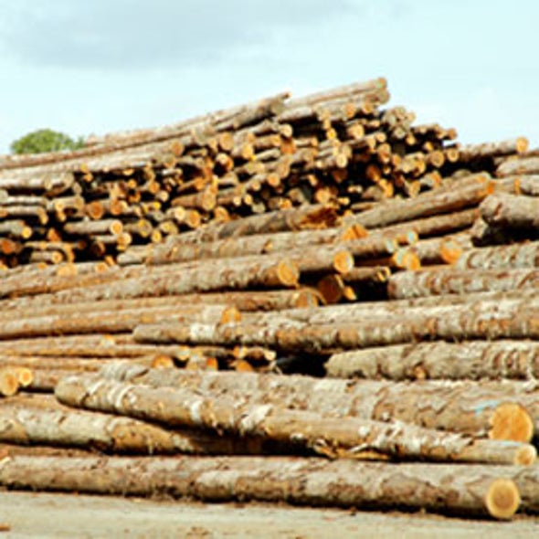 Power Plants: Could a Rechargeable Battery Be Made from Paper and Pulp By-Products?