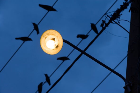 Light Pollution Is Causing Birds to Nest Earlier--Which Might Not Be a Bad Thing