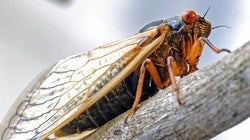 Cicadas - Making Sense of the 17-Year Emergence