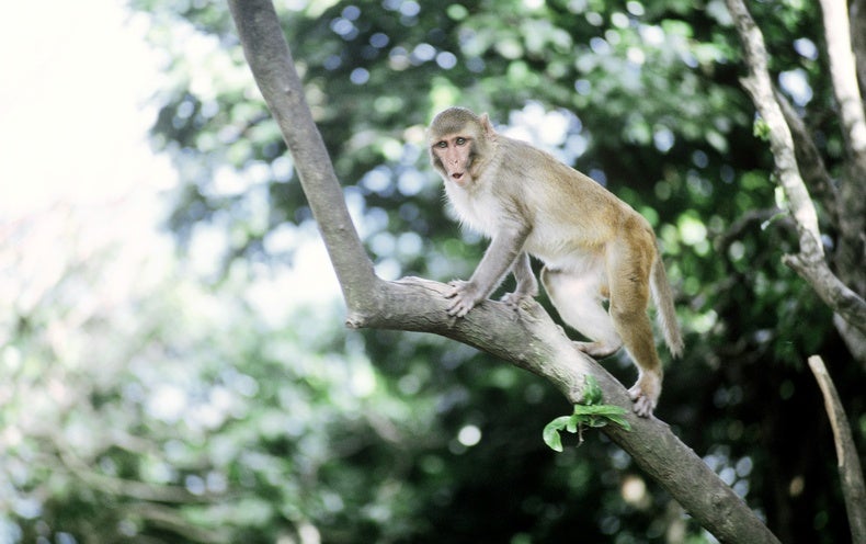 A Natural Disaster Made Monkeys Age Faster - Scientific American