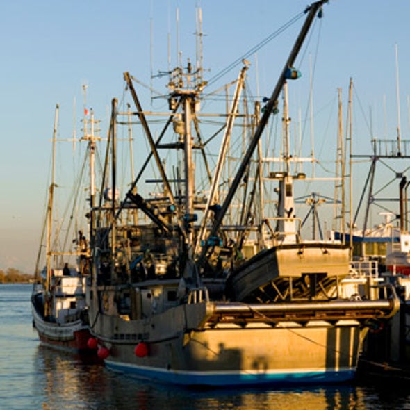 Stock Options: Fishing for the Catch of the Day--And the Future