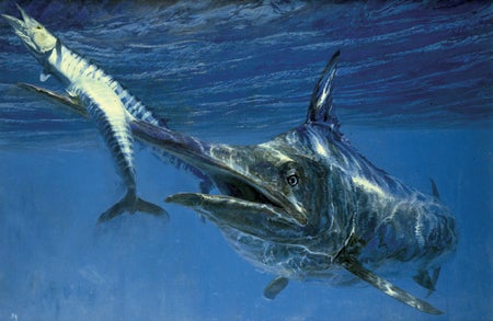 Black Marlin and Two Wahoo