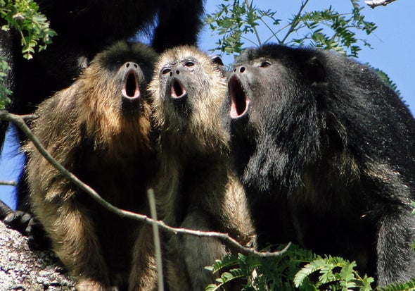 Howler Monkeys Trade Testicles for Decibels