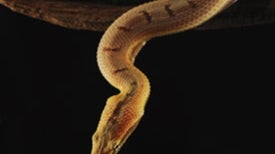 Natural-Born Killer: The Tentacled Snake