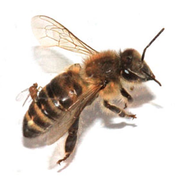 Here's How Honeybees Fly in Windy Conditions