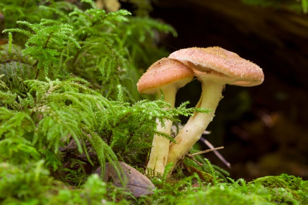 Immature honey fungus (Armillaria mellea) mushrooms growing on a rotting log in a woodland.
