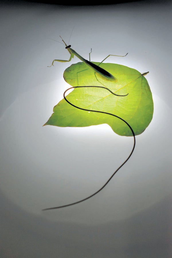 A still life of a Narrow-Winged Mantus and a worm presented on a green leaf, shown on a lite backlit background.