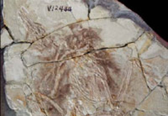 Second Piece of Fossil Forgery Identified