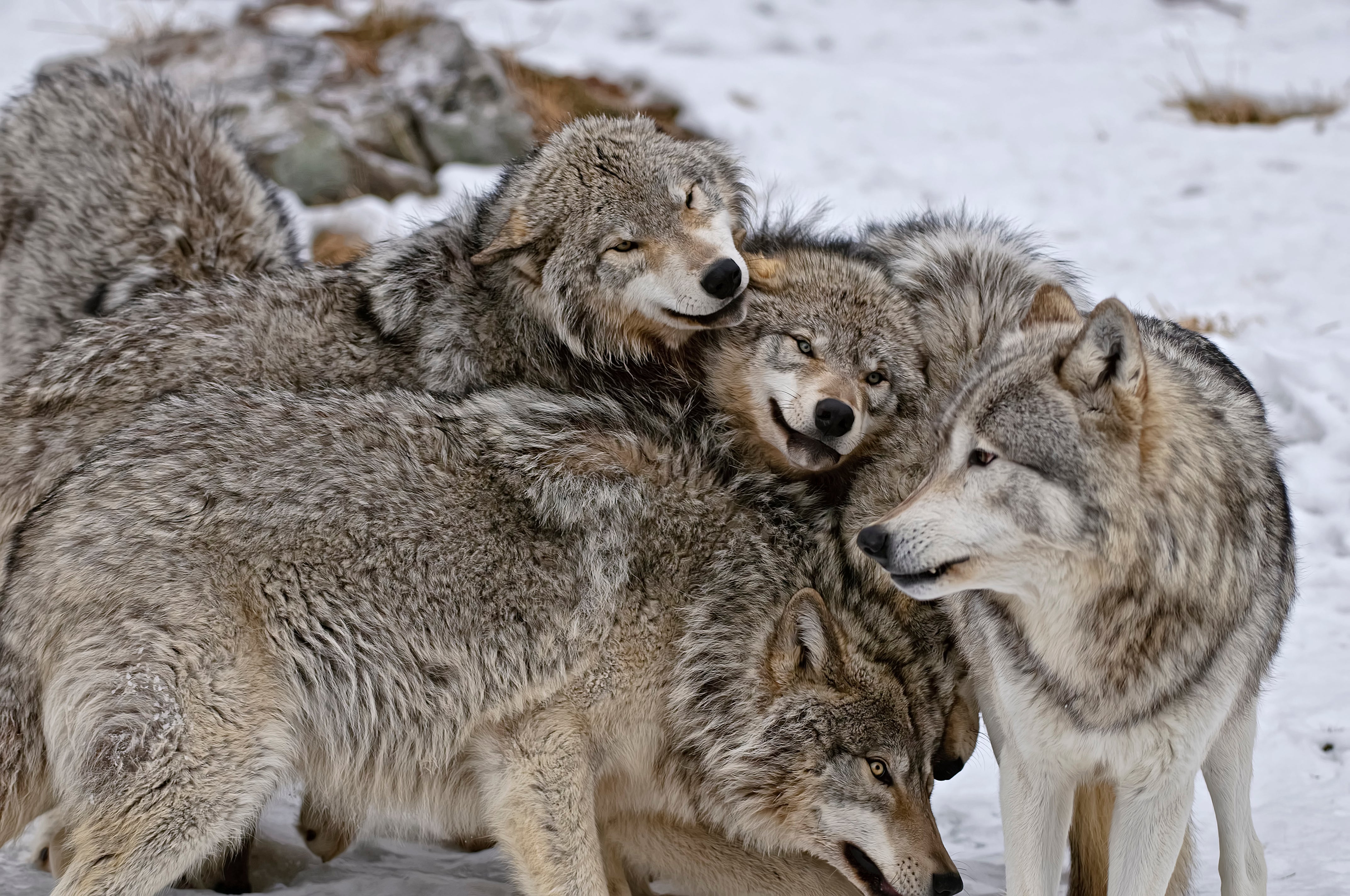 Is the Alpha Wolf Idea a Myth? - Scientific American