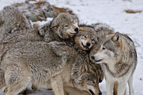 A pack of Timber Wolves playing together