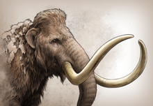 Mammoth Tusk Reveals Ancient Mammal's Travels