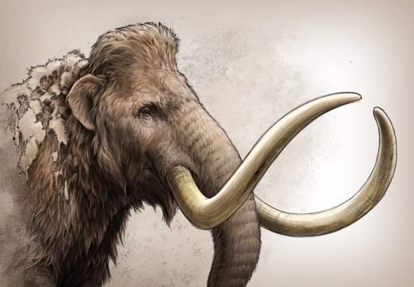 Mammoth Tusk Reveals Ancient Mammal's Travels