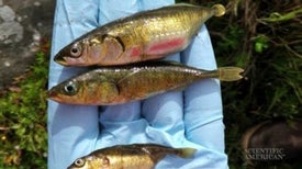 Fish on Evolution's Fast Track