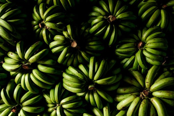 Alarm as Devastating Banana Fungus Reaches the Americas