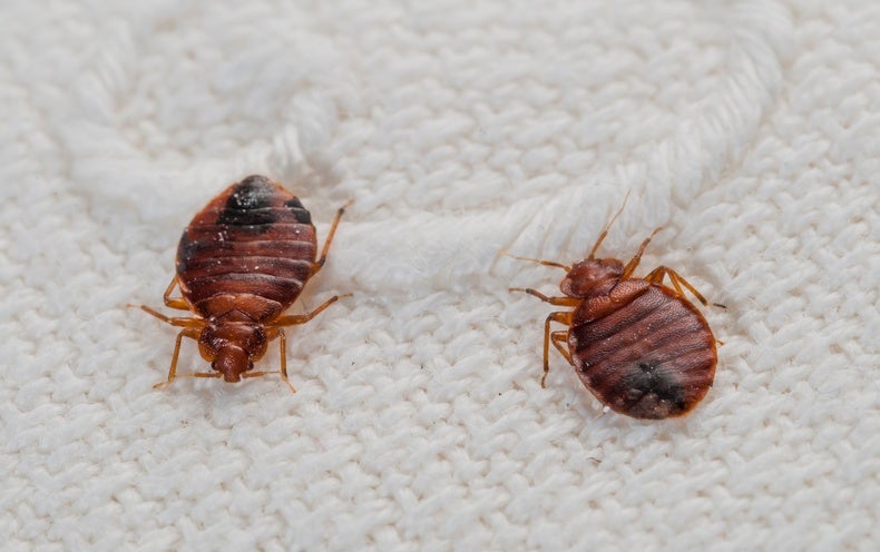 signs of bed bugs in hair