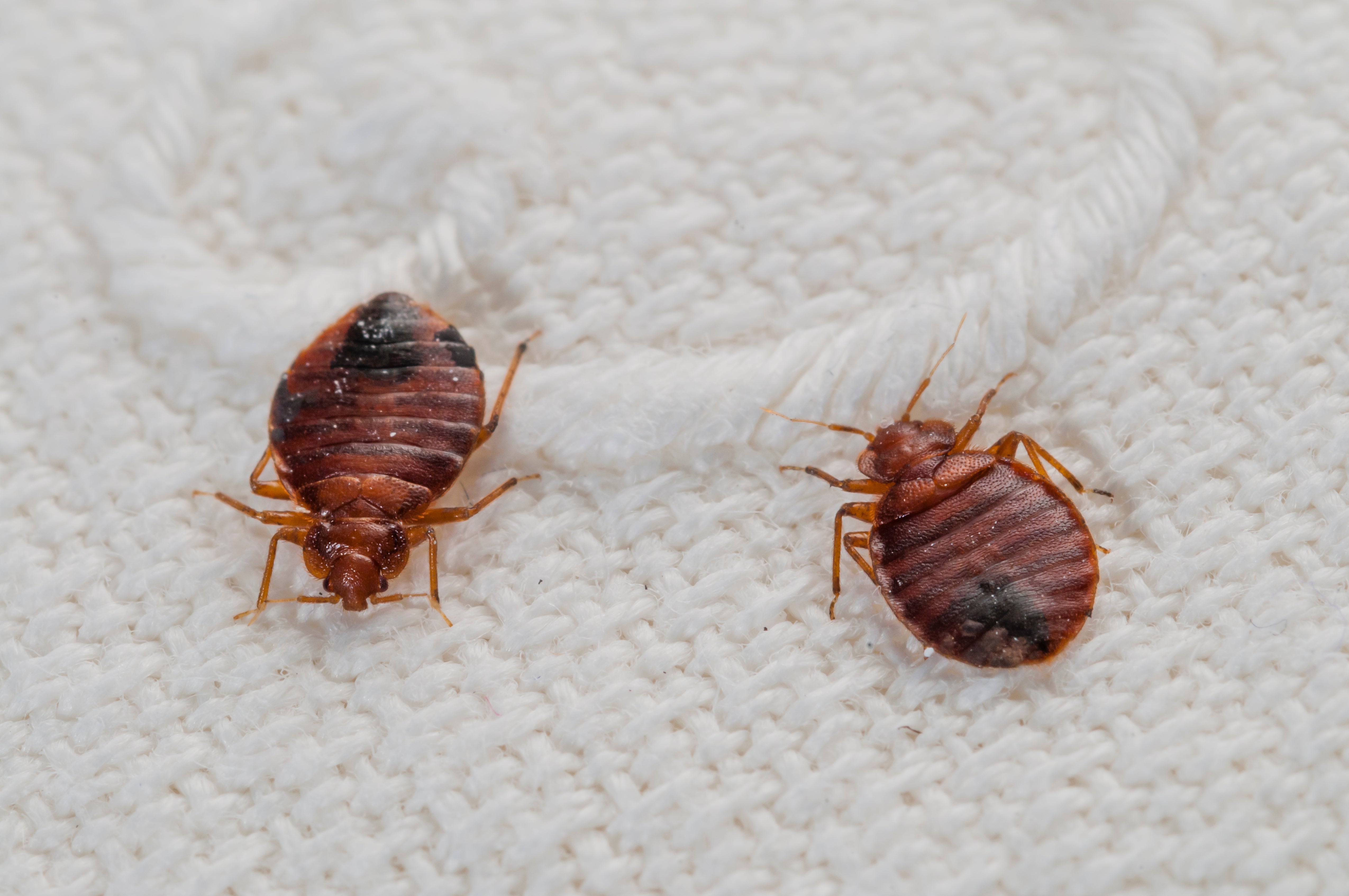 Awesomepest Pest Control In Dallas Bed Bugs