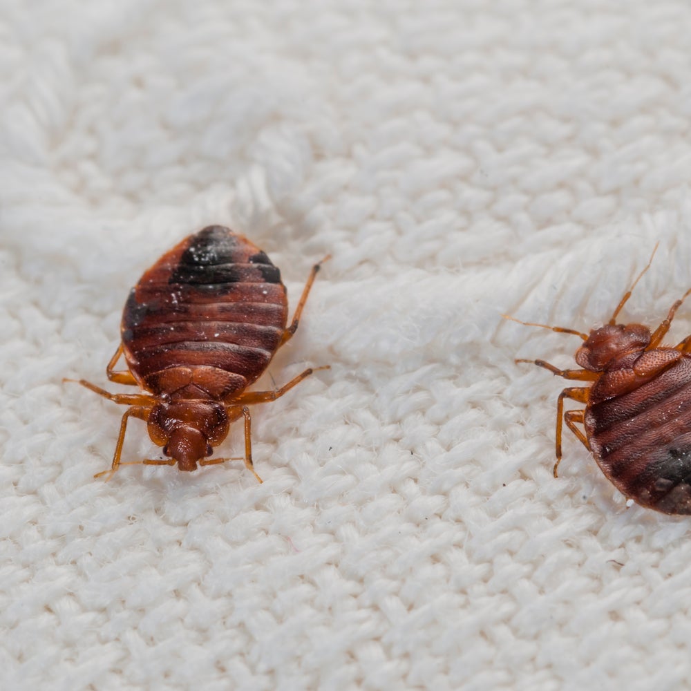 Top 10 Myths about Bedbugs | Scientific American