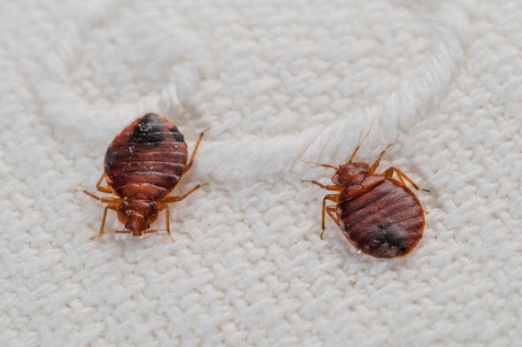 Top 10 Myths About Bedbugs Scientific American