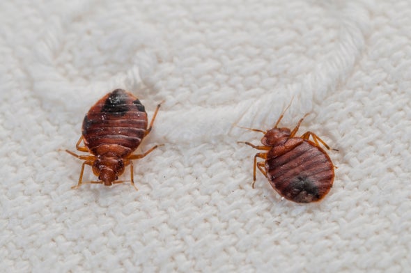 Image result for Choose Effective Bed Bug Treatment