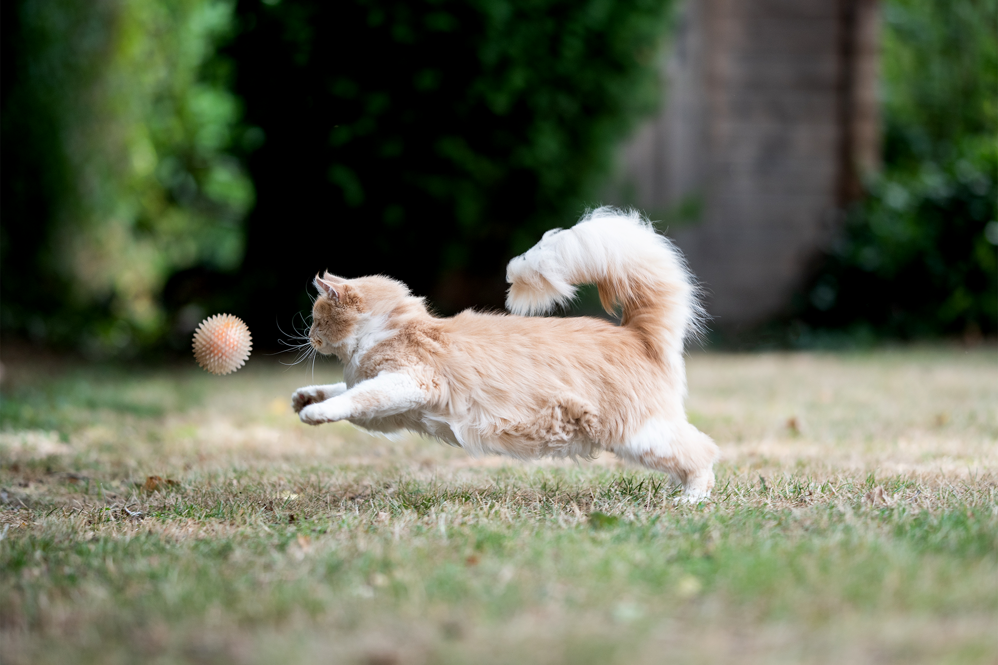 Cats Play Fetch, Too--But Only on Their Own Terms