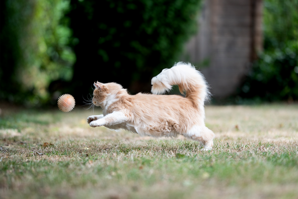 side view of a young playful cream tabby ginger maine coon cat playing with ball outdoors in the back yard running after it